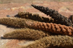 NESFAS photo / Raisa Daimary