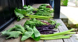 An assortment of vegetables from the NESFAS community garden. Photo: NESFAS/ Donboklang Majaw