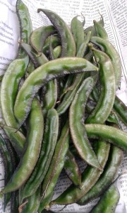 The last harvest - purple flat beans...