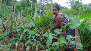 Kong Redian Syiem in her jhum field. Photo: NESFAS/ Janak Preet Singh