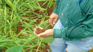 Dr Francisco inspecting the soil in Kong Redian's Jhum field. Photo: NESFAS/ Janak Preet Singh