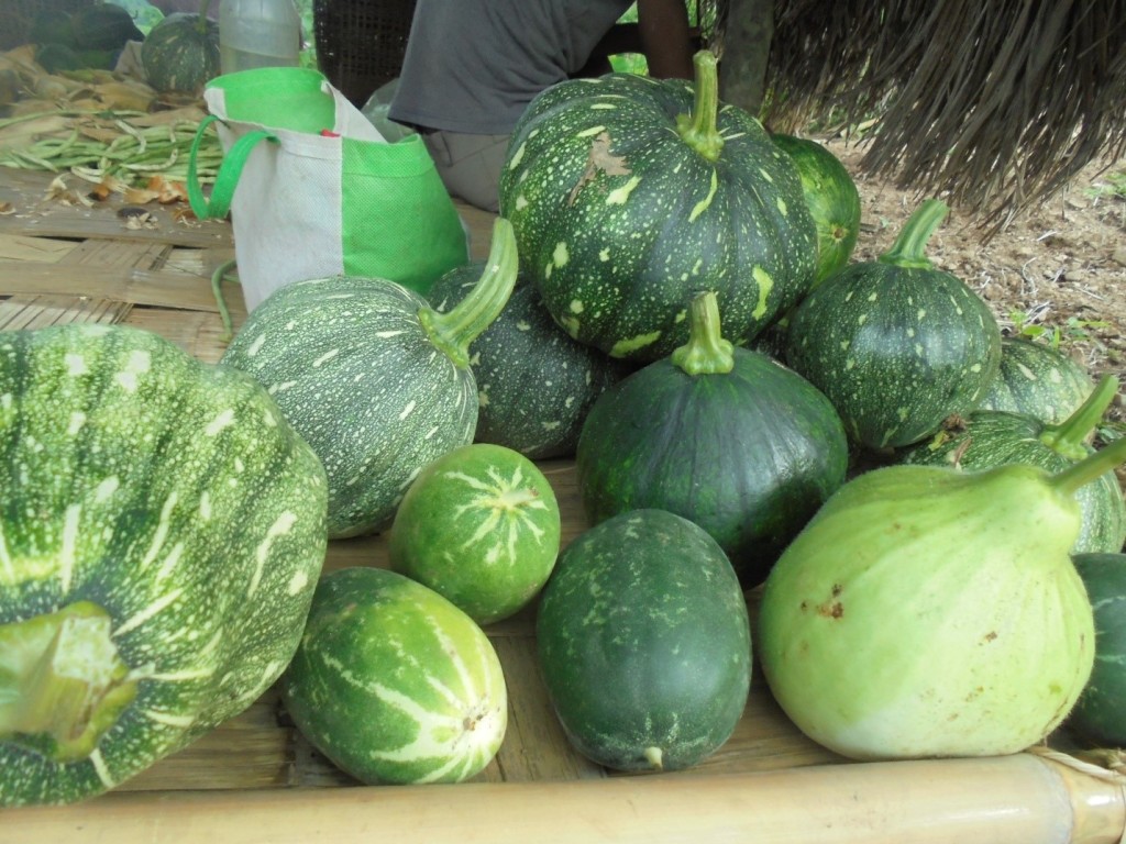 Local pumpkins harvested from the jhum fields of Chandigre. Photo: NESFAS/Sengrang Sangma