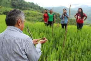 Rice Paddy Algae