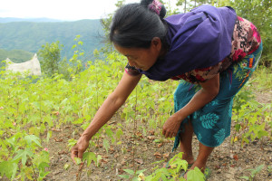 Cotton Farmer