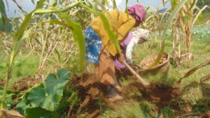 Traditional Farming Meghalaya