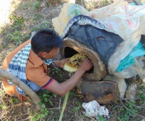 A beekeeper showing how honey is collected from a tree trunk