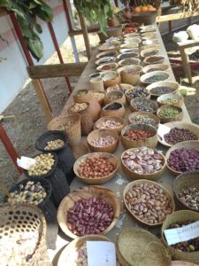 Seed diversity meghalaya