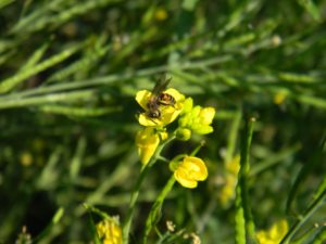 Honeybee Meghalaya